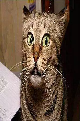 Play Funny Cats and Dogs as an online game Funny Cats and Dogs with UptoPlay