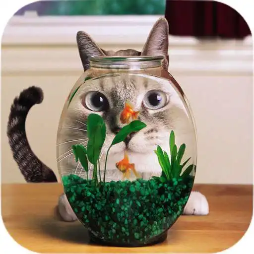 Run free android online Funny cats Wallpapers APK