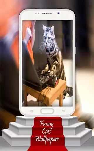 Play Funny cats Wallpapers