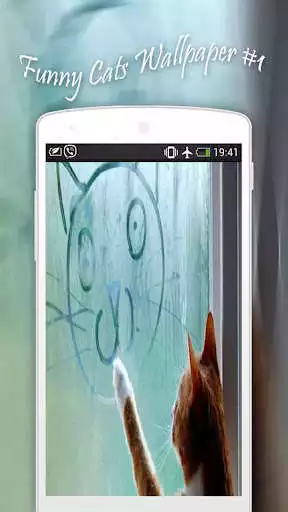 Play Funny cats Wallpapers