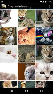 Play Funny cats Wallpapers