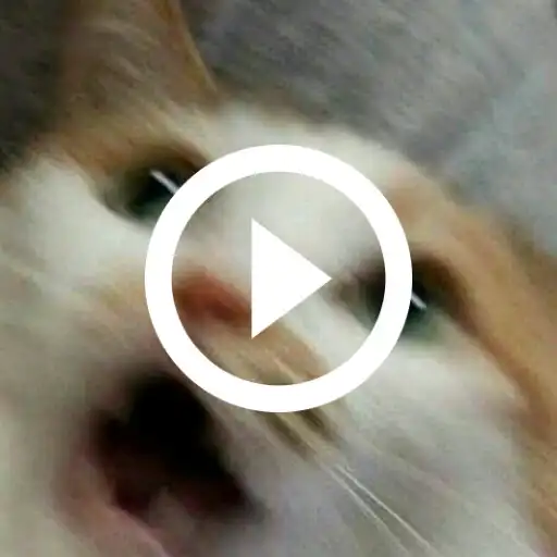 Play Funny Cat Videos and Pictures, Funny Cat Memes APK