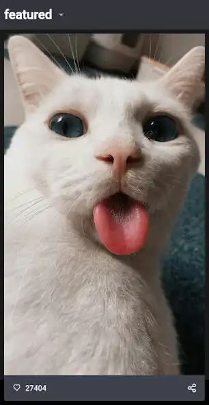 Play Funny Cat Videos and Pictures, Funny Cat Memes as an online game Funny Cat Videos and Pictures, Funny Cat Memes with UptoPlay