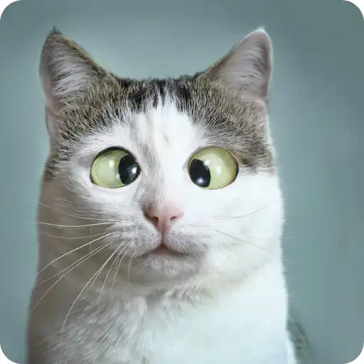Play Funny Cat Videos~Cat Voice APK Play Funny Cat Videos~Cat Voice APK