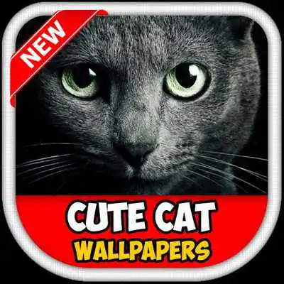 Play Funny Cat Wallpapers HD