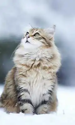 Play Funny Cat Wallpapers HD