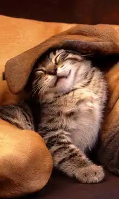 Play Funny Cat Wallpapers HD