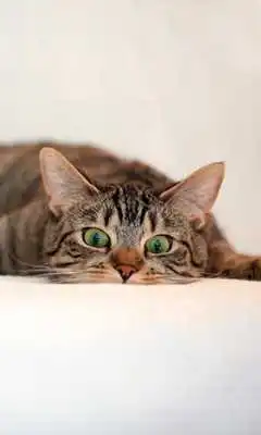 Play Funny Cat Wallpapers HD