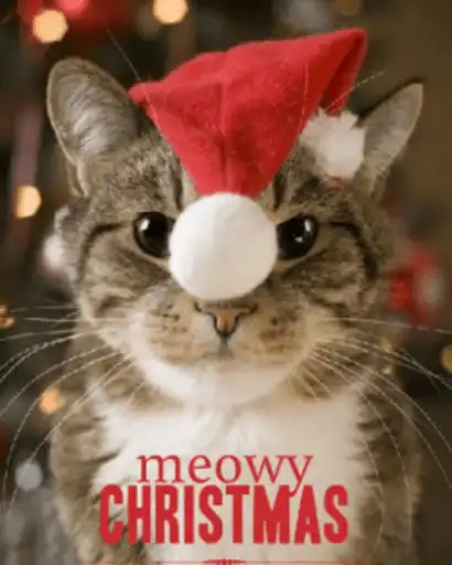 Play Funny Christmas Quotes Play Funny Christmas Quotes