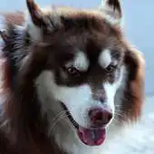 Free play online funny dog live wallpaper APK