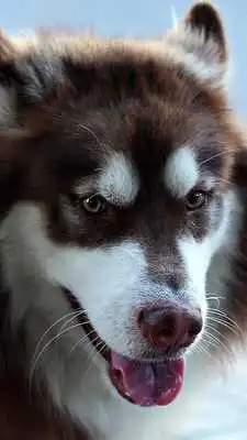 Play funny dog live wallpaper