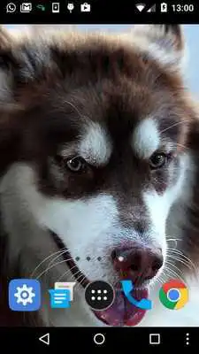 Play funny dog live wallpaper