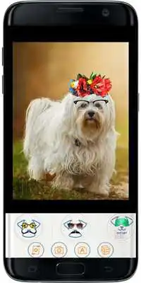 Play FUNNY DOG MASKS