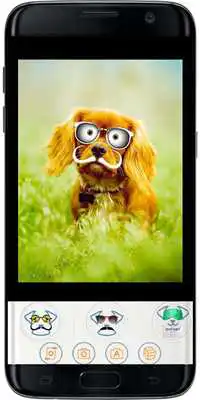 Play FUNNY DOG MASKS