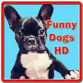 Free play online Funny Dogs HD APK