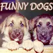 Free play online Funny Dogs on Video APK