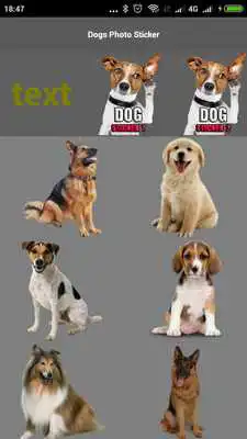 Play Funny Dogs Photo Sticker