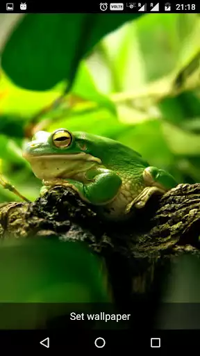 Play Funny Frog Live Wallpaper as an online game Funny Frog Live Wallpaper with UptoPlay