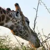 Free play online Funny Giraffe Wallpapers FREE APK