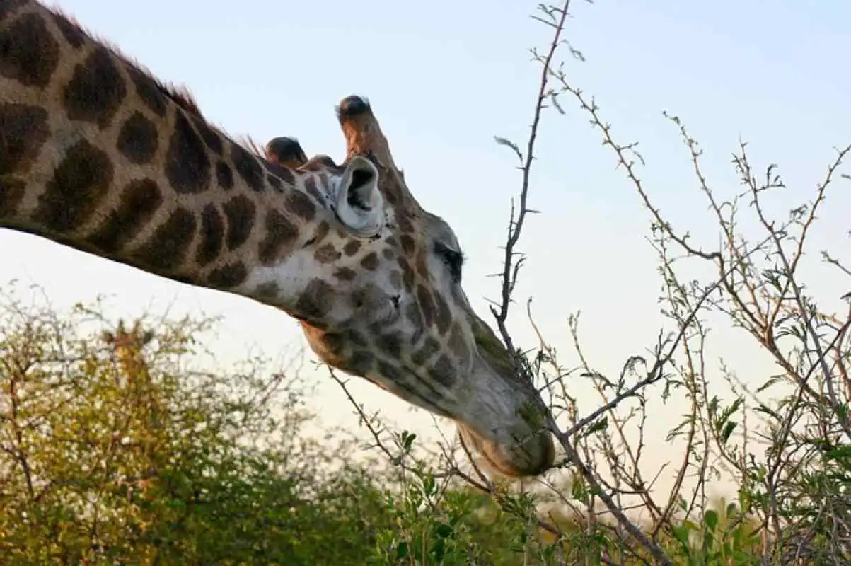 Play Funny Giraffe Wallpapers FREE