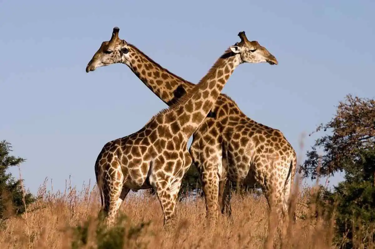 Play Funny Giraffe Wallpapers FREE