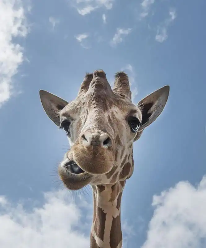 Play Funny Giraffe Wallpapers FREE