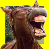 Free play online Funny Horses Faces Matching APK Free play online Funny Horses Faces Matching APK