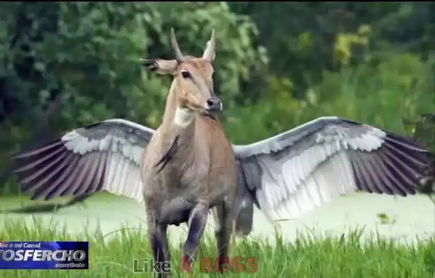 Play Funny jokes. Telephone jokes