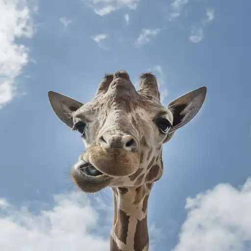 Play Funny Kenya Pictures APK