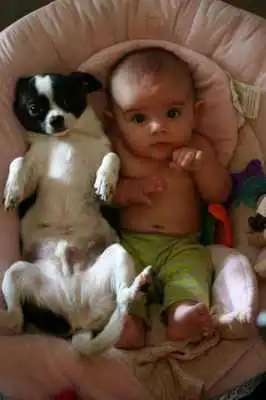 Play Funny Kid Animals