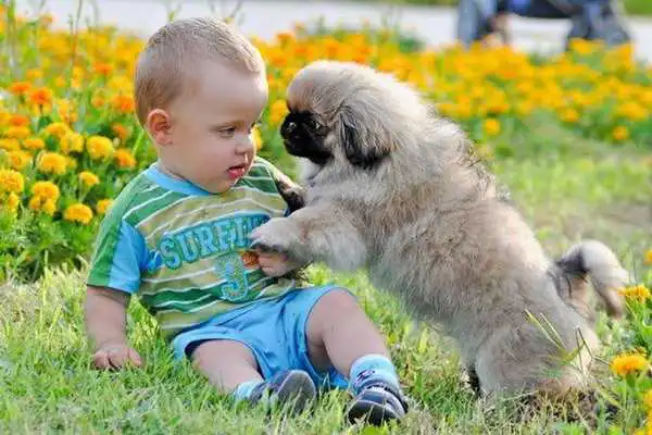 Play Funny Kid Animals