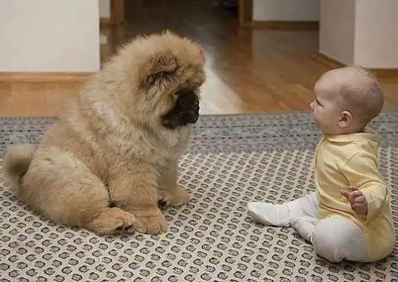 Play Funny Kid Animals