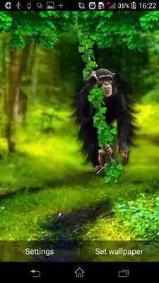 Play Funny Monkey Live Wallpaper