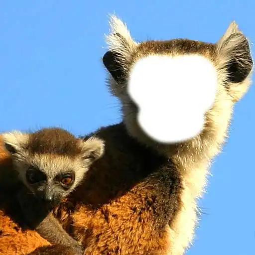 Free play online Funny Monkey Photo Montage APK Free play online Funny Monkey Photo Montage APK