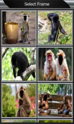 Play Funny Monkey Photo Montage