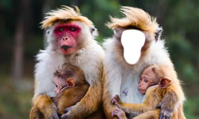 Play Funny Monkey Photo Montage