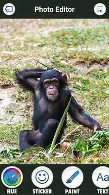 Play Funny Monkey Photo Montage
