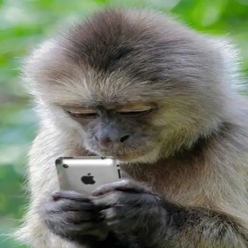 Play Funny Monkey Wallpapers APK