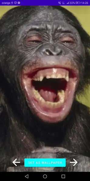 Play Funny Monkey Wallpapers and enjoy Funny Monkey Wallpapers with UptoPlay Play Funny Monkey Wallpapers and enjoy Funny Monkey Wallpapers with UptoPlay