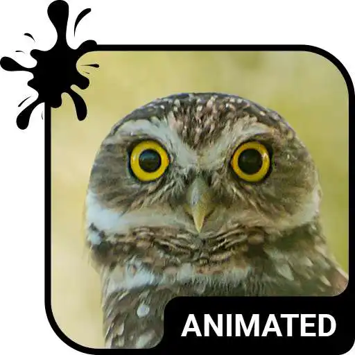 Play Funny Owl Animated Keyboard + Live Wallpaper APK