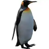 Free play online Funny Penguin Widget/Stickers APK Free play online Funny Penguin Widget/Stickers APK