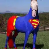 Free play online Funny pics horses APK