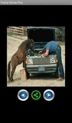 Play Funny pics horses