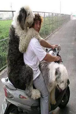 Play Funny pictures 17