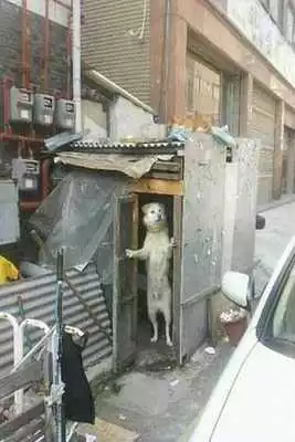 Play Funny pictures 17