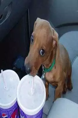 Play Funny pictures 32