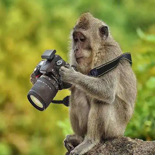 Play Funny pictures 37 APK
