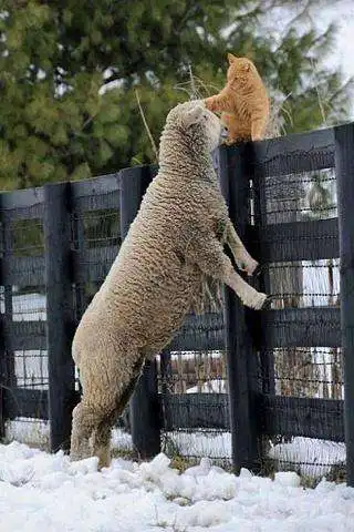Play Funny pictures 37 and enjoy Funny pictures 37 with UptoPlay Play Funny pictures 37 and enjoy Funny pictures 37 with UptoPlay