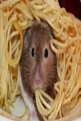 Play Funny pictures 54  and enjoy Funny pictures 54 with UptoPlay