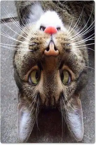 Play Funny pictures 55  and enjoy Funny pictures 55 with UptoPlay